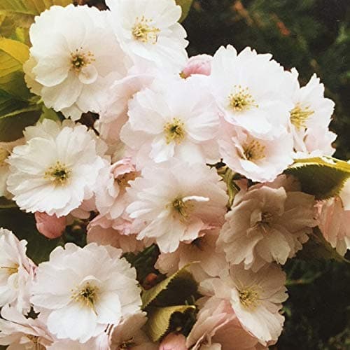 Prunus 'Pink Champagne' Tree - Flowering Cherry - in a 10lt Pot (Live Plants)