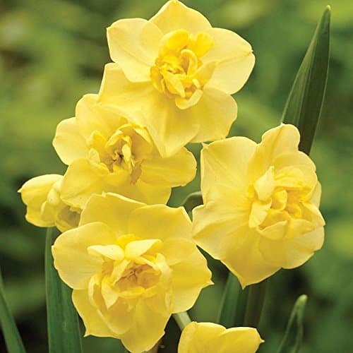 HUANGRU Fragrant Yellow Daffodil Bulbs - NarcissusYellow Cheerfulness - 10 Very Large Bulbs - 15/17 cm