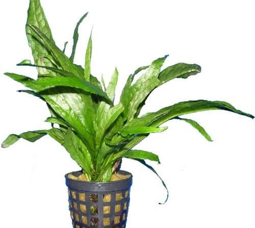 Microsorium Pteropus (Java Fern)