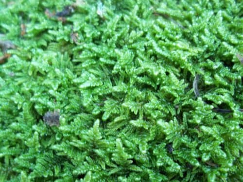 Live Sheet Moss for Vivarium, Terrarium, Bonsai