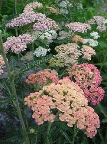 50+ Scented Achillea Summer Pastels Flower Seeds Mix/Yarrow/Deer Resistant Perennial
