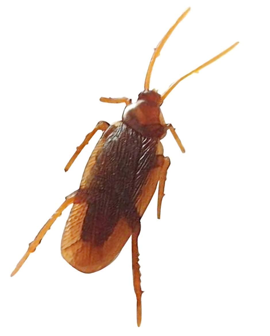 Toys for Kids, Prank Realistic Fake Cockroach Toy for Kids Rubber Look House Gecko Cockroach Gag Toy Novelty Toys Practical Jokes Orignal Looks (Brown) (Pack of 1)