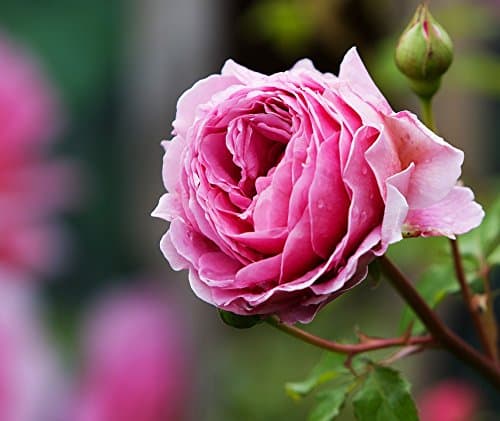 David Austin 'Olivia Rose Austin' Fragrant English Rose Bush in 6lt Pot (Live Plants)