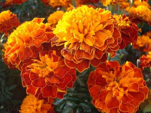 Marigold Aurora Red Seeds - Tagetes patula Nana fl. pl. -