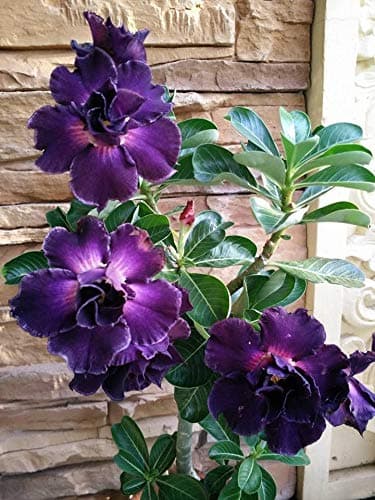 4 Rare Purple Desert Rose Seeds Adenium Obesum Flower Perennial Exotic Tropical