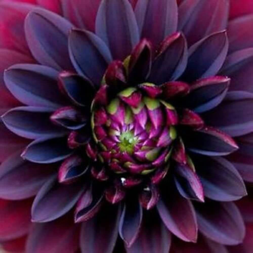 MOCCUROD 100pcs Black Ruby Beauty Dahlia Flower Seeds Exotic Fresh Seeds