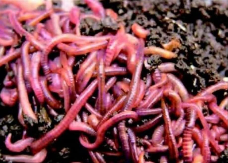 Red Earthworm/kechua/ केंचुआ पालन के लिए (700+ nos Live Earthworm)