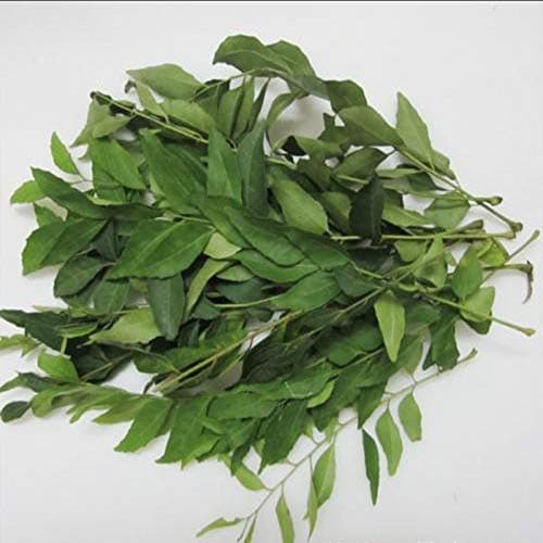 50 Curry Leaf Seeds Evergreen Privacy Tree Deluxe Variety Tree Seeds Open Pollinated Seeds Characteristics High Germination Rate Order Now for Spring Planting Specialty