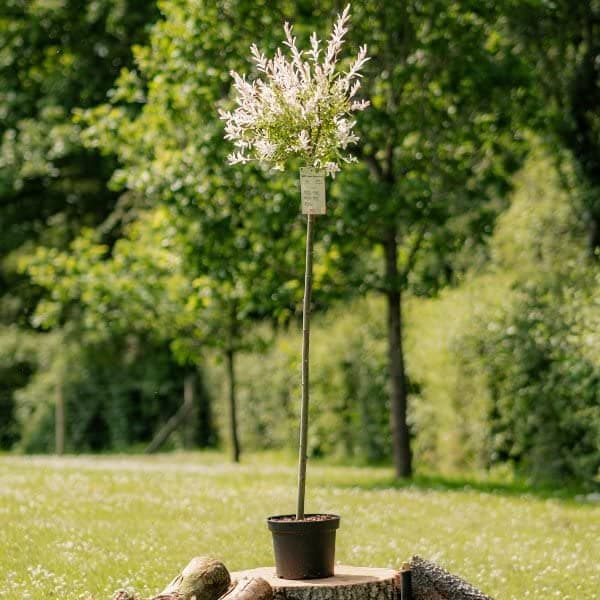 120-150cm Flamingo Willow | 4L Pot | Salix Integra 'Hakuro Nishiki' | by Plant Theory