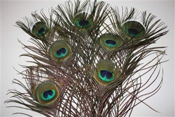 Spell Supplies Peacock Tail FeatherOne per Order