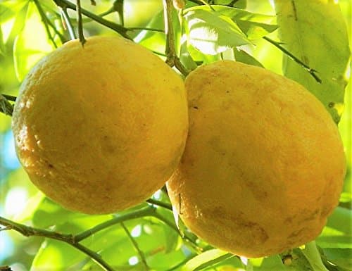 Rare Hardy Lemon Huge Baseball Size Lemons 3"-6" Citrus