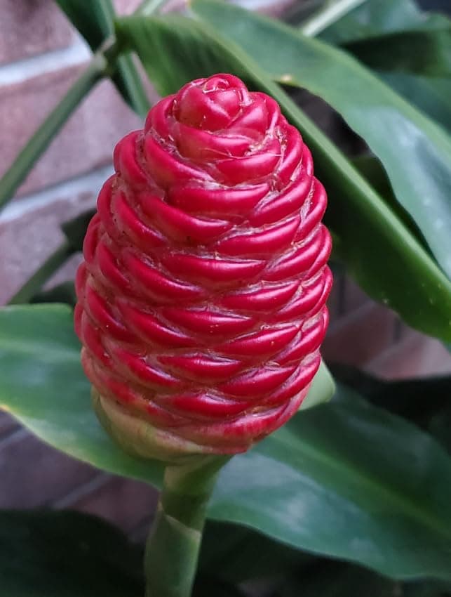 Shampoo Ginger Lily 3 Rhizomes, Fresh Shampoo Ginger Plant Well Rooted, Zingiber Zerumbet Bulbs Pinecone Ginger Roots,Easy to Planting