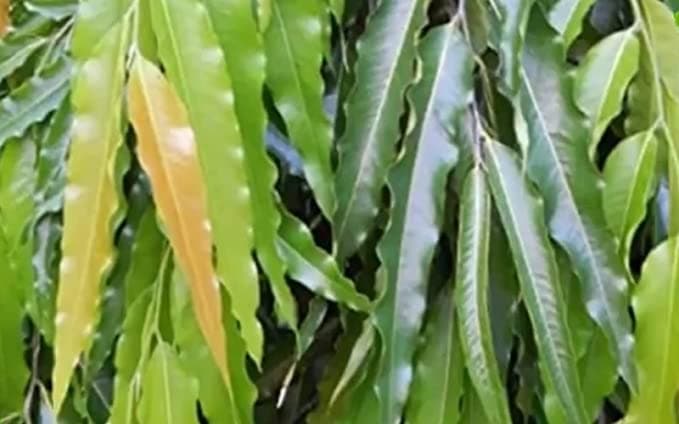 Ashoka Tree Leaves, 100 Leaves || Ashoka Tree Ki Pattian || Saraca asoca Leaf Leaves Natural Green || Ashok Leaves for Pooja, hawan, Medicine Also