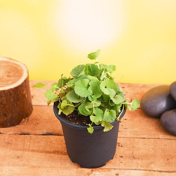 Mphmi Brahmi, Gotu Kola, Mandukaprani, Sarswati - Plant