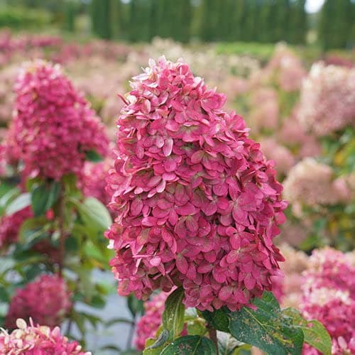 Proven Winners Hydrangea pan. Limelight Prime