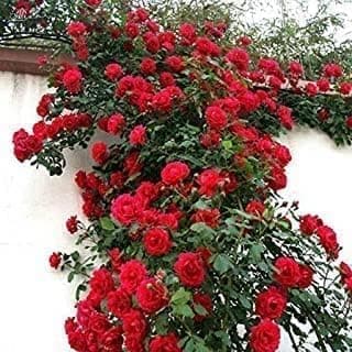 Live Climbing Rose Creeping Wild Rambling Ornamental Trellis Blooms Vining Fragrant Trailing Flower Plant [ Climbing Red Rose Plant] With Plastic Pot