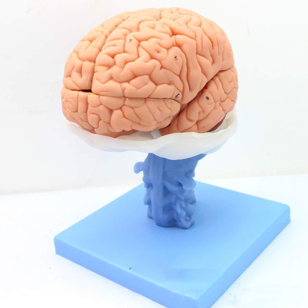 High-end Medical Human Brain Anatomical Model Brain Hemisphere Brainstem Ventricle Cerebellum Model Neurosurgery