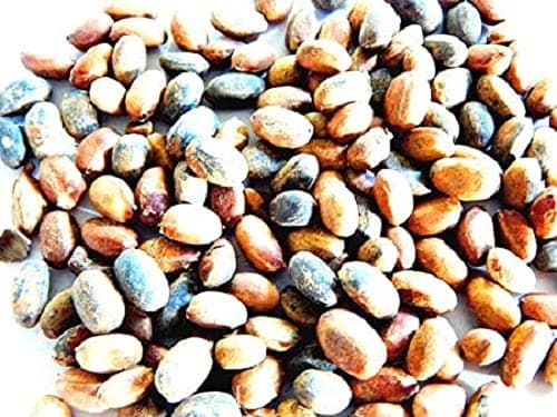 JAMALGOTA 7 Seed EXT12