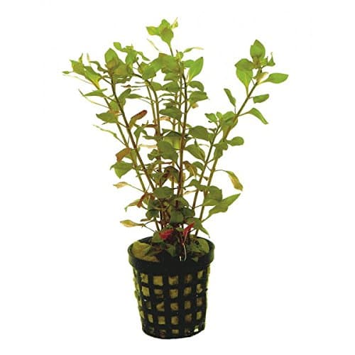 Ludwigia palustris Red Live Tropical Aquarium Aquatic Background Plants