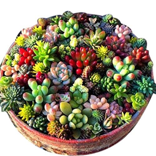 Morzar 100 Pcs Mixed Succulent Anti-Radiation Fleshy Seeds Potted Flower Cacti & Succulents