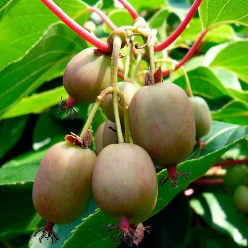 Kiwi Plants"Issai" Includes Four (4) Plants