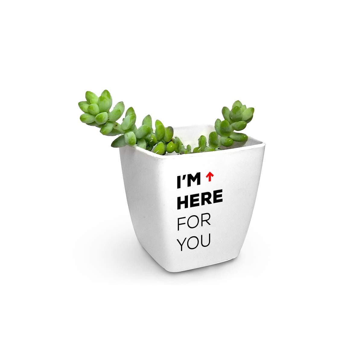 Burro's Tail live Succulent Plant with white cute planter (Plastic)
