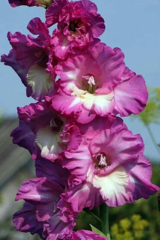 Oakwood Farms Imported Gladiolus Double Color Flower Bulbs (Pack Of 5 Bulbs) White & Purple