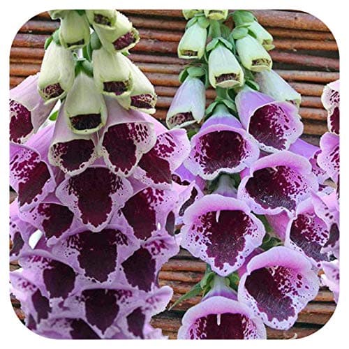 Foxglove Digitalis 'Sugar Plum' x 6 Large Perennial Cottage Garden Plug Plants