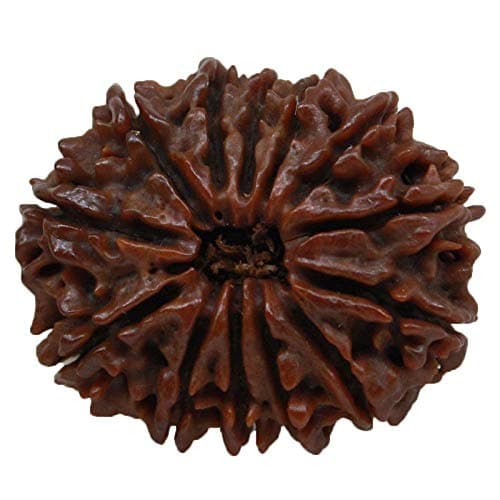 Alaska Gems Gallery 13 Mukhi Rudraksha Original Certified Pure Brown Nepal Bead for Men & Women