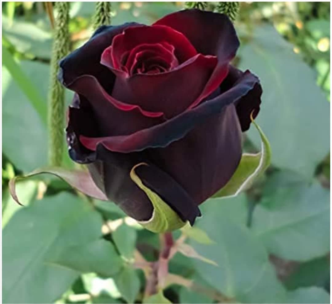 Krishna Group - Grafted Rose Bush Gulab Flower Live Plant Variety with Plastic Pot (Pack of 1) (Black)