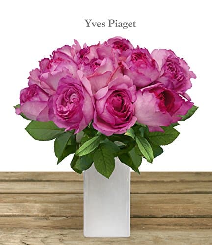 YVES PIAGET GARDEN ROSE 40-50CM-PACK 48 STEMS - LOOKS LIKE PEONIES