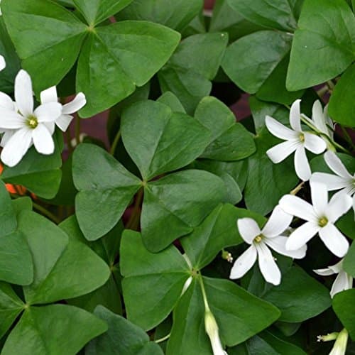HUANGRU Oxalis Regnellii (Lucky Shamrock) - 20 Robust Bulbs - 3/4" Tubers