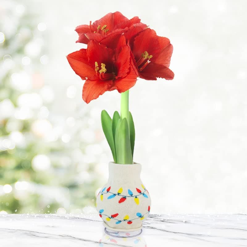 - Jingle All The Way Sweater Amaryllis Flower Bulb with Stand, No Water Needed, Gift Ready