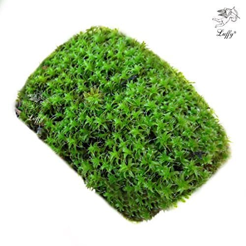 Luffy Coco Star Moss Plant With Coconut Shell - Ideal for Aquamarine Critters - Low-Maintenance, Economical and Natural Way To Add Aesthetic Appeal to Aquarium