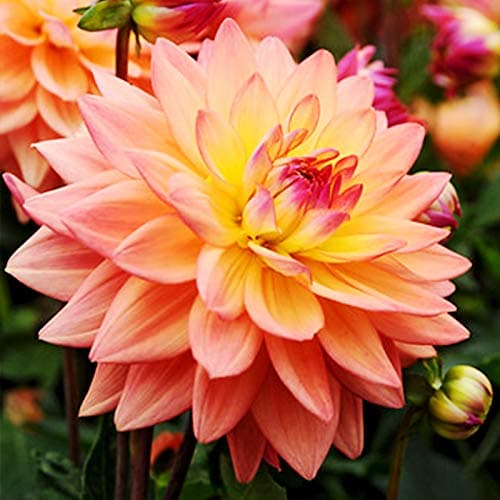 Extase Decorative Dahlia Flower Bulbs - 3 Tubers per Pack - Deer Resistant - Good as Cut Flowers - Grows Well in Containers - Easy to Grow Live Plants - Outdoor Garden