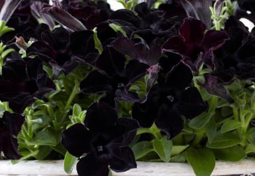 Petunia - 100 Seeds - Crazytunia Black Mamba Petunia - Rare Find - Rngardens