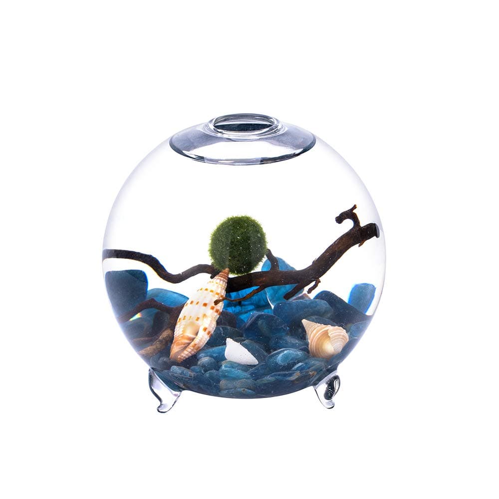 4" Globe Aquarium Marimo Kit- Apatite Gravels, Sea Fan Coral Branch, Living Moss Ball and Two Shells, DIY