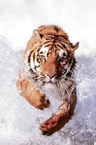 Tiger - Bengal Tiger Running Through Water - MAXI LAMINATED/ENCAPSULATED POSTER - Measures approx. 36 x 24 inches (91.5 x 61cm)