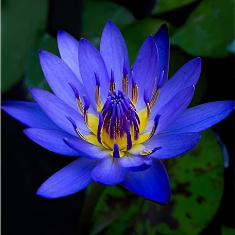 Water Lily Bulb - Beautiful and Hardy Aquatic Plant Bulb for Your Pond or Water Garden. (pack of 3)