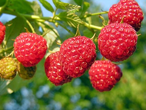 3 Heritage Raspberry Potted Plants - Ever Bearing - Dark Red Berries