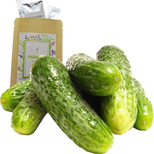 60+ Pickling Cucumber Seeds for Planting, Non-GMO Organic Heirloom Cucumber Seeds