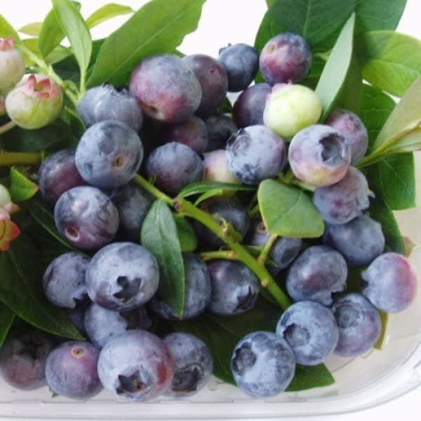 M-Tech Gardens New Rare Hybrid Blueberry " Sunshine Blue " Exotic 50 Fruit Seeds for Growing