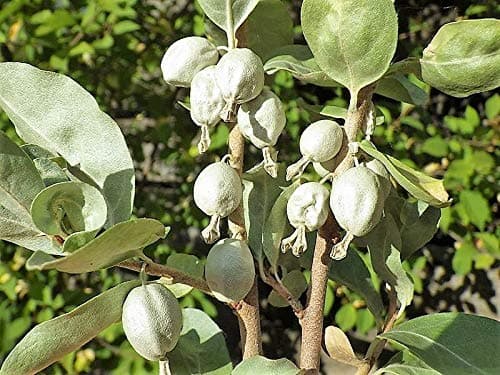 American Silverberry Wolf Willow Elaeagnus Commutata Berry Fruit Shrub Jocad (10 Seeds)