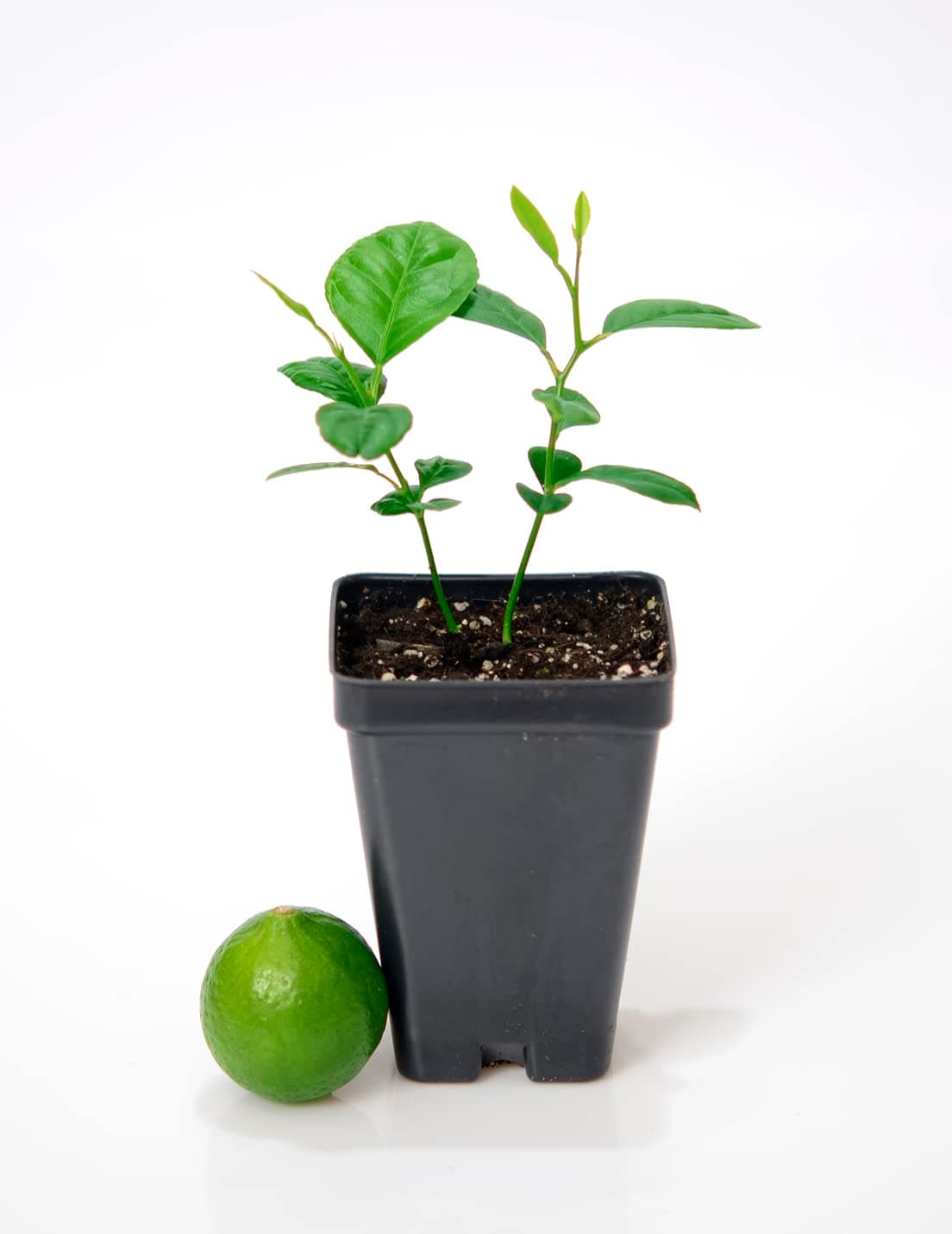 Key Lime Tree - Pot of 2 Starter Plants. Citrus aurantifolia. 3” - 5