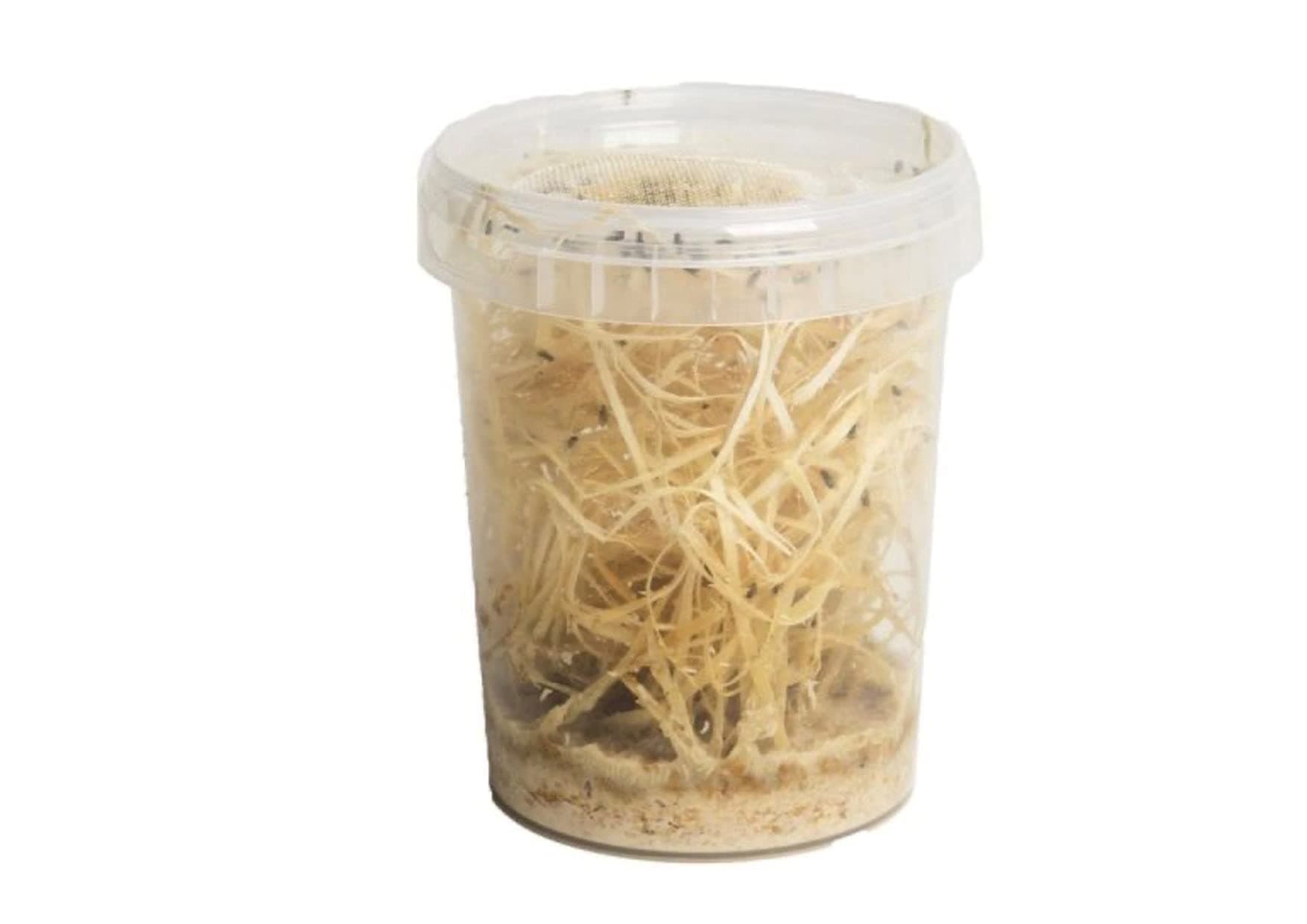 The Mealworm Company LIVEFOODS DIRECT Large Fruit Flies Culture, reptile and bird food Flightless