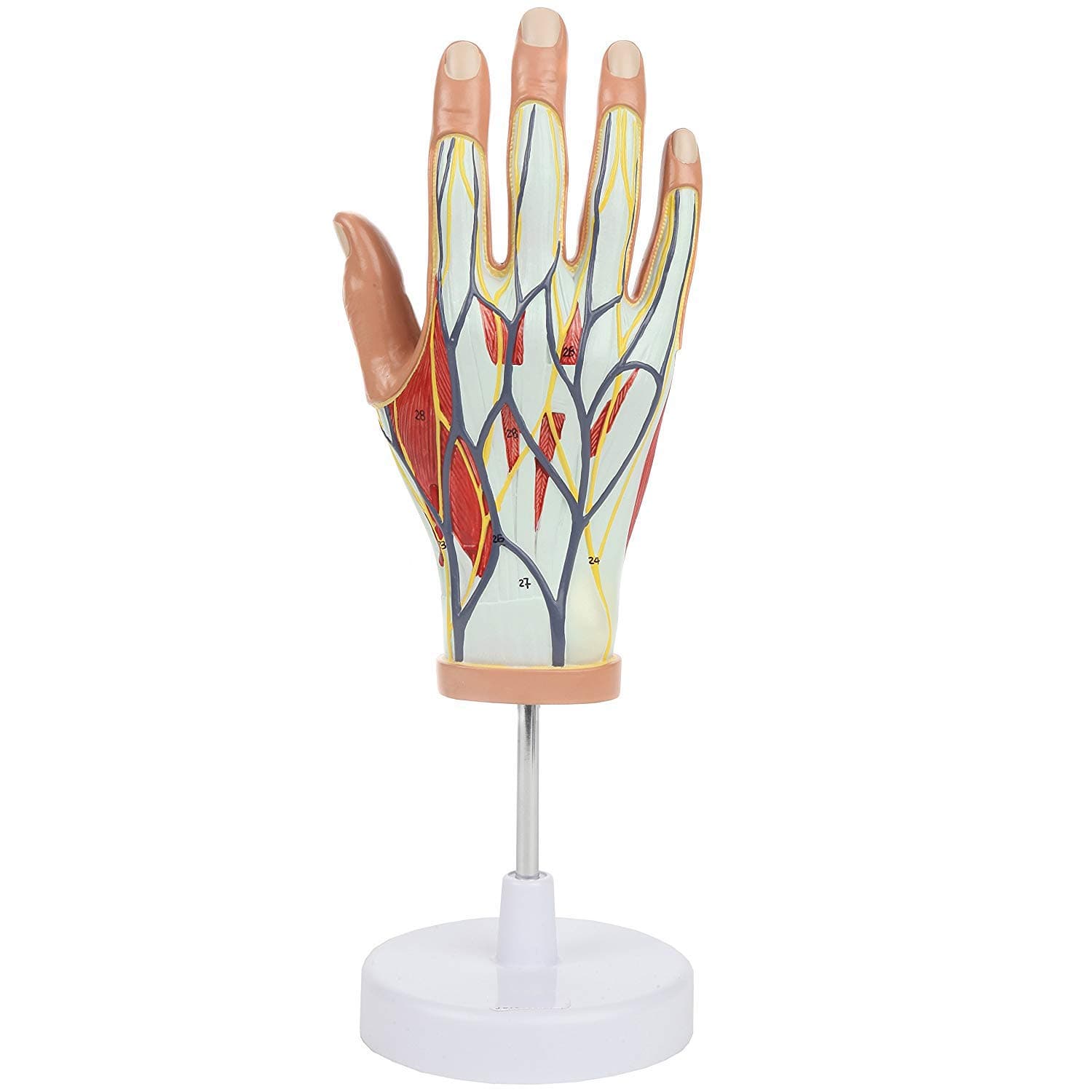 LXT PANDA Human Hand Model, Internal Hand Structure Model 4-part, Life Size Anatomy Model Has Deep Layers of Tissue and Bone, Shows Tendons, Ligaments, Nerves, Veins and Arteries.