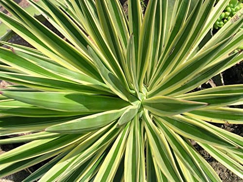 Yucca Gloriosa 'Variegata' in 3lt Pot (Live Plants)