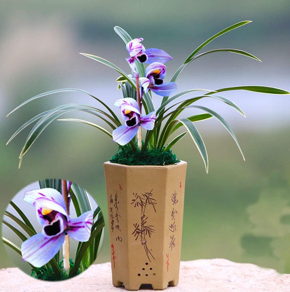 Fragrant Orchids Live Plant Purple Flower-Purple Moon (1 Plant Planted with Cloth Bag: 3 Stems)