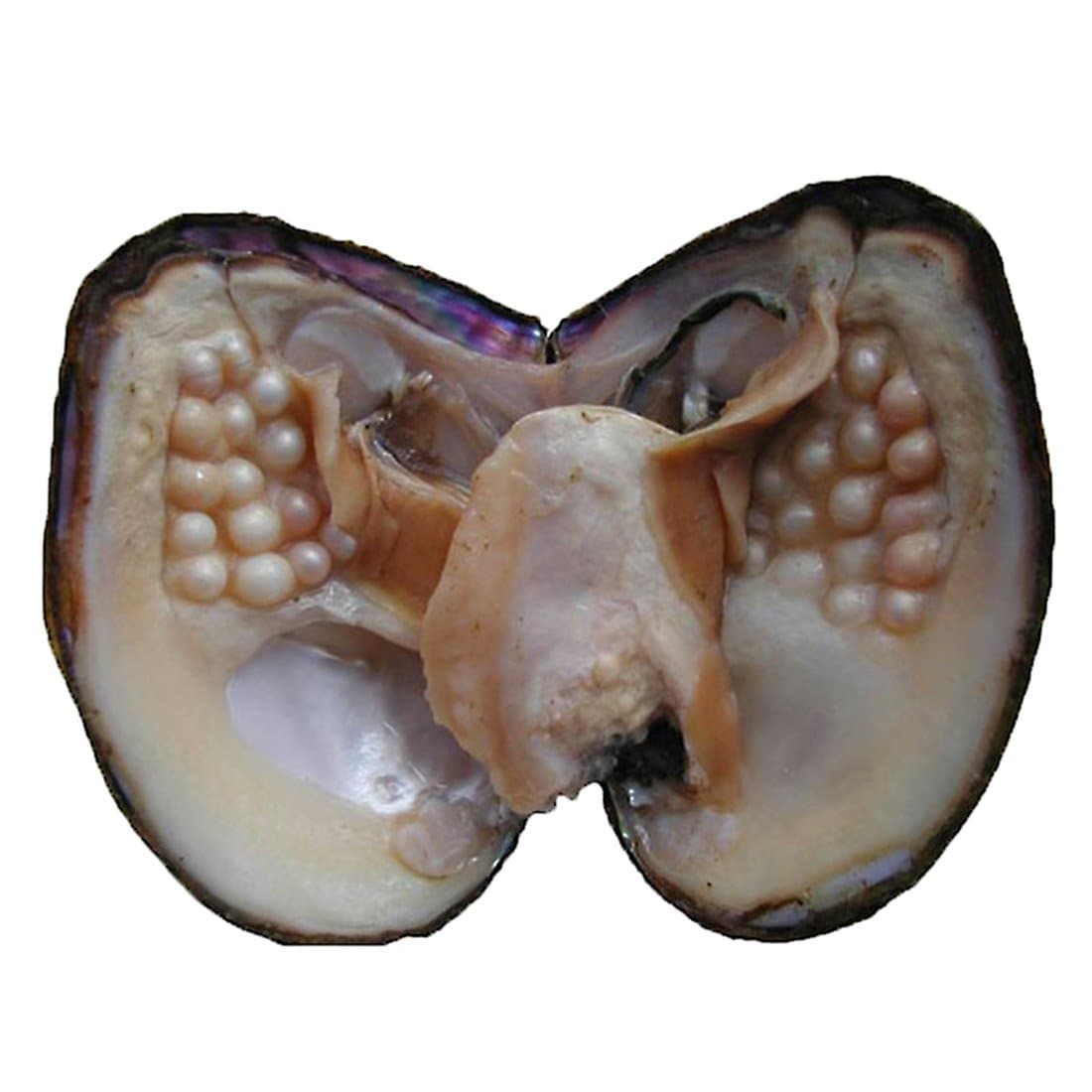 Oyster Pearls, POSHOPS Freshwater Cultured Big Oysters with Pearls Inside Pearl an Oysters Home Decoration Jewelry Making (5-7 mm, 20-25 Pearls in One Oyster)