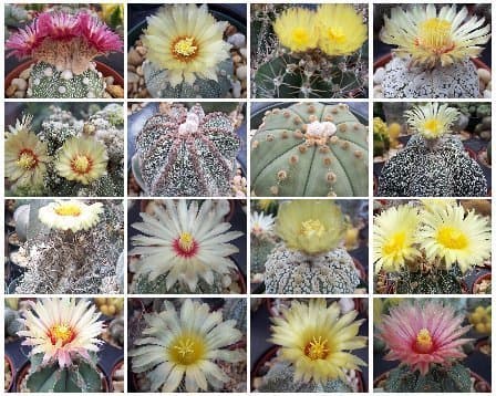 Astrophytum Variety Mix, Sold By EXOTIC CACTUS Mixed Cacti Seed Flowering Cactus Plant Succulent 100 Seeds by Exotic Catus Seeds